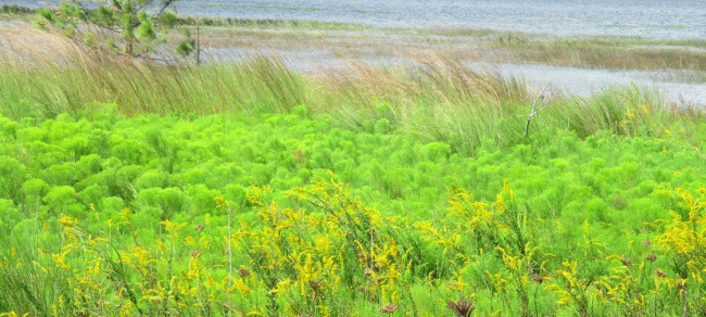 Crooked Lake Prairie